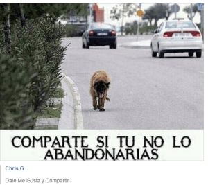 Animales abandonados